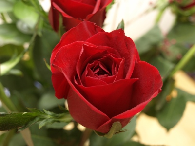 4-rose