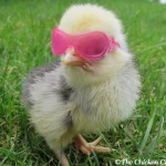 Chick in glasses